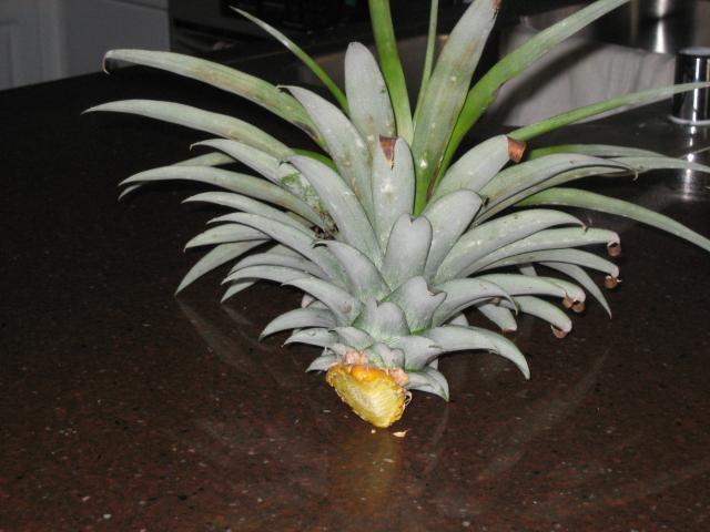 Pineapple after 3 Bites